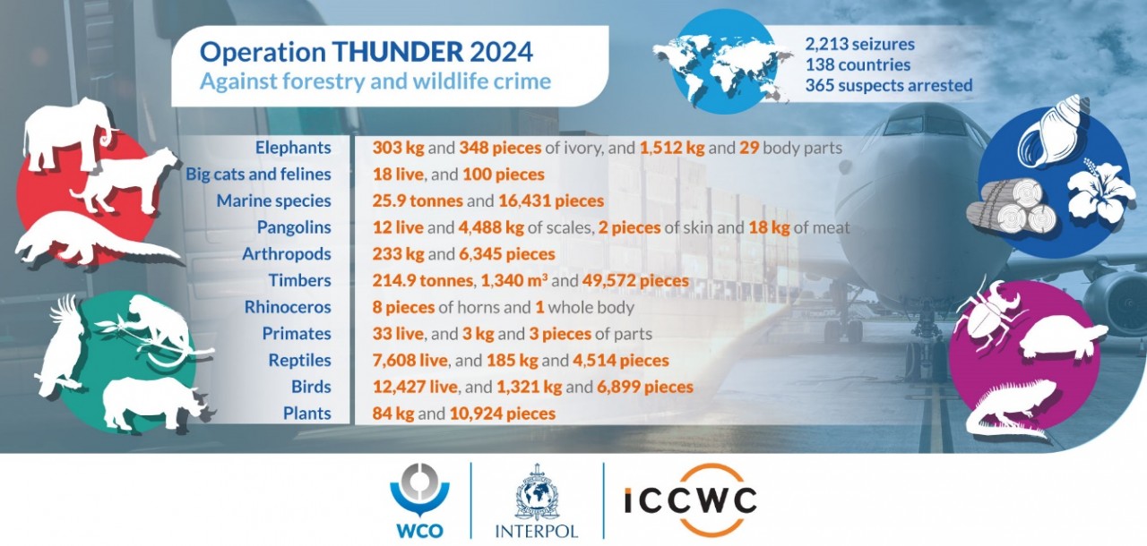 Kết quả từ việc triển khai Chiến dịch THUNDER 2024. Nguồn: WCO.