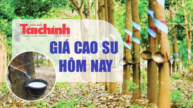 Ngày 17/2: Giá cao su tại sàn SFHE giữ vững đà tăng sáng đầu tuần