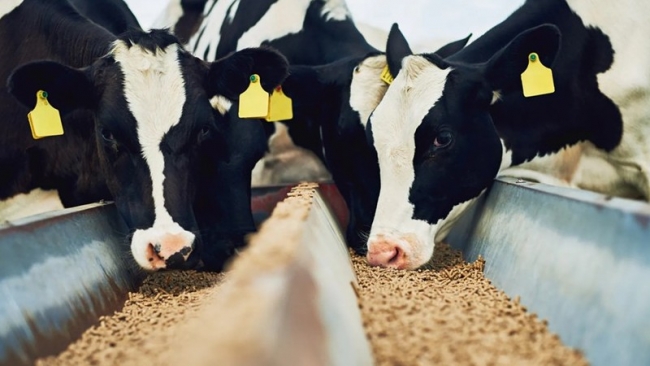 Việt Nam nhập khẩu 30 triệu USD thức ăn gia súc mỗi năm từ Canada