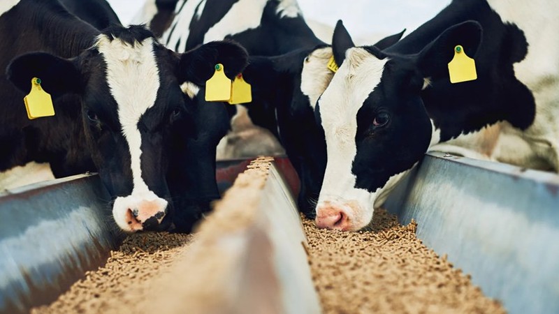 Việt Nam nhập khẩu 30 triệu USD thức ăn gia súc mỗi năm từ Canada