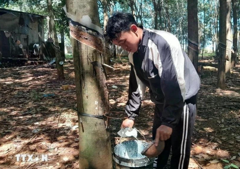 Vietnam’s rubber export expected to hit 11 billion USD in 2025