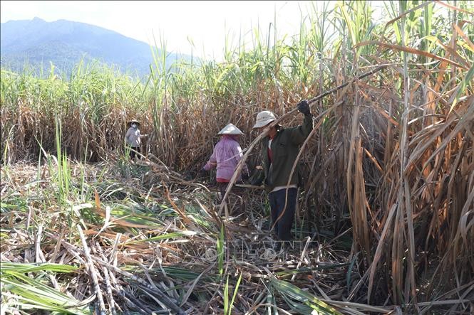 Khánh Hoà: Nhiều chính sách hỗ trợ người dân sản xuất và tiêu thụ mía Khánh Hoà: Nhiều chính sách hỗ trợ người dân sản xuất và tiêu thụ mía