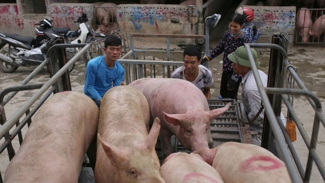 Thiếu hụt nguồn cung đẩy giá lợn hơi tăng cao kỷ lục