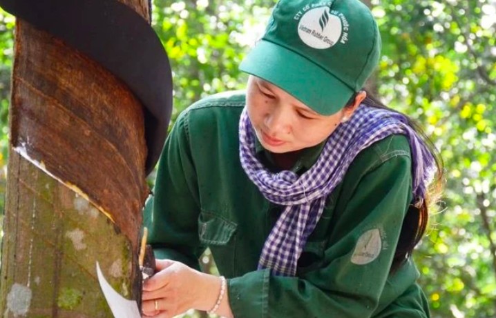 Cao su Phước Hòa thông qua kế hoạch kinh doanh năm 2025 công ty mẹ đi lùi