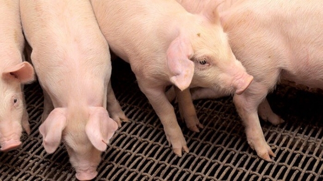 Ngày 1/3: Giá heo hơi đạt mốc 80.000 đồng/kg tại khu vực phía Nam