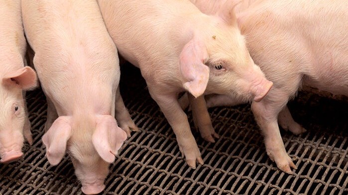 Ngày 1/3: Giá heo hơi đạt mốc 80.000 đồng/kg tại khu vực phía Nam