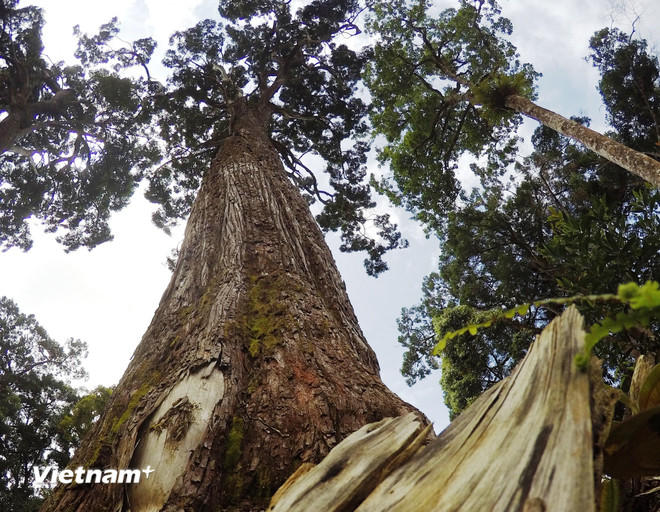 Việt Nam tiếp tục duy trì “tốp đầu” các quốc gia xuất khẩu gỗ lớn nhất thế giới Các hiệp định thương mại tự do (FTA) đã giúp gia tăng cơ hội xuất khẩu gỗ và lâm sản. (Ảnh: TTXVN)