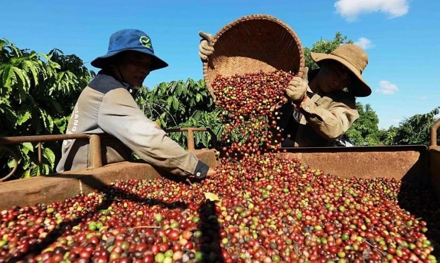 Ngày 11/3: Giá cà phê đảo chiều tăng mạnh, hồ tiêu giảm sâu