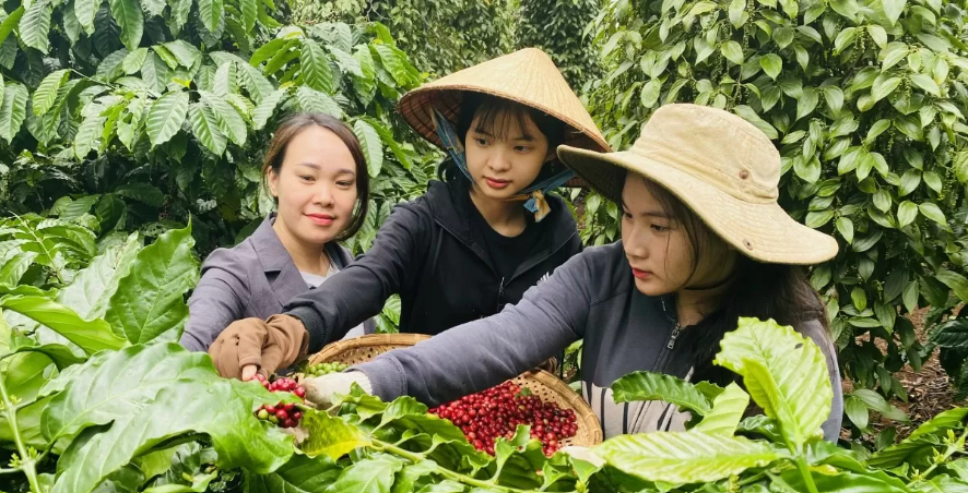 Ngày 12/3: Giá cà phê tiếp đà tăng cao, hồ tiêu giảm Ngày 12/3: Giá cà phê tiếp đà tăng cao, hồ tiêu giảm