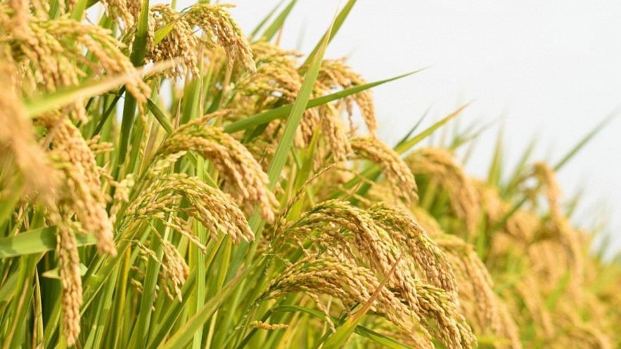 Ngày 12/3: Giá lúa tại Đồng bằng sông Cửu Long tăng, gạo xuất khẩu nhích nhẹ Ngày 12/3: Giá lúa tại Đồng bằng sông Cửu Long tăng, gạo xuất khẩu nhích nhẹ