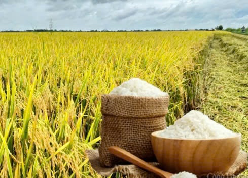 Giá lúa gạo hôm nay 10/3/2025: Thị trường duy trì ổn định, giao dịch sôi động Giá lúa gạo hôm nay 10/3/2025: Thị trường duy trì ổn định, giao dịch sôi động