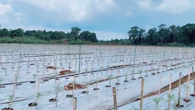 “Xanh hóa” ngành lương thực, thực phẩm để thúc đẩy xuất khẩu