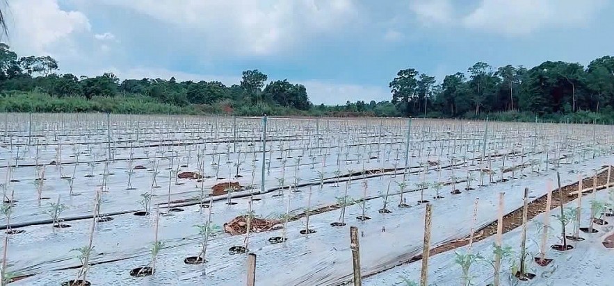 “Xanh hóa” ngành lương thực, thực phẩm để thúc đẩy xuất khẩu