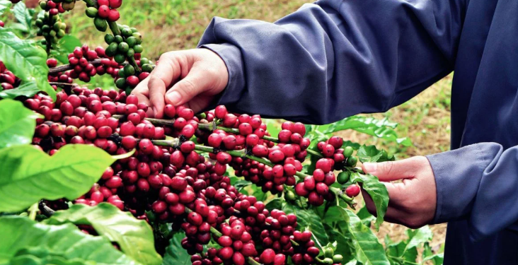 Ngày 22/3: Giá cà phê biến động trái chiều, tiêu giảm 500 đồng/kg