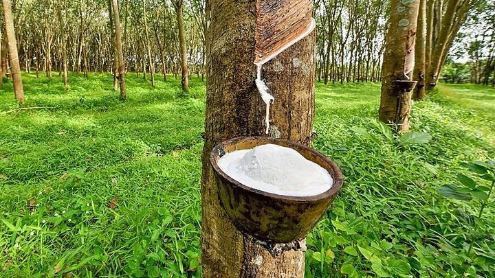 Ngày 22/3: Giá cao su ổn định trong nước, tăng mạnh tại thị trường Nhật Bản