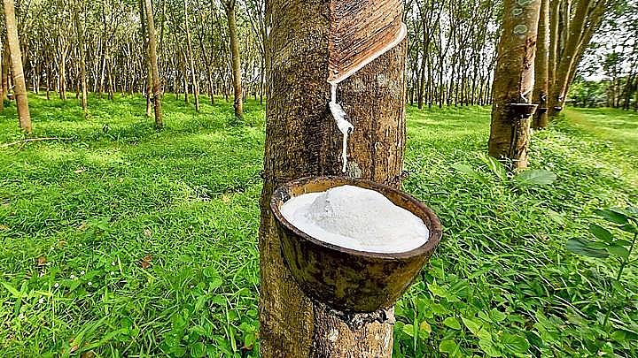 Ngày 22/3: Giá cao su ổn định trong nước, tăng mạnh tại thị trường Nhật Bản Ngày 22/3: Giá cao su ổn định trong nước, tăng mạnh tại thị trường Nhật Bản