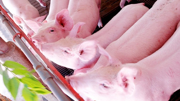 Ngày 22/3: Giá heo hơi tiếp tục giảm, thị trường xa dần mốc 80.000 đồng/kg