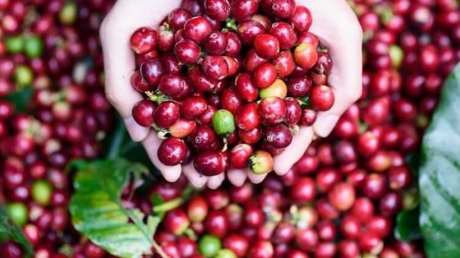 Ngày 23/3: Giá cà phê, tiêu duy trì ở mức cao