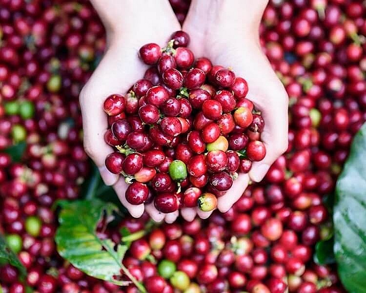 Ngày 23/3: Giá cà phê, tiêu duy trì ở mức cao