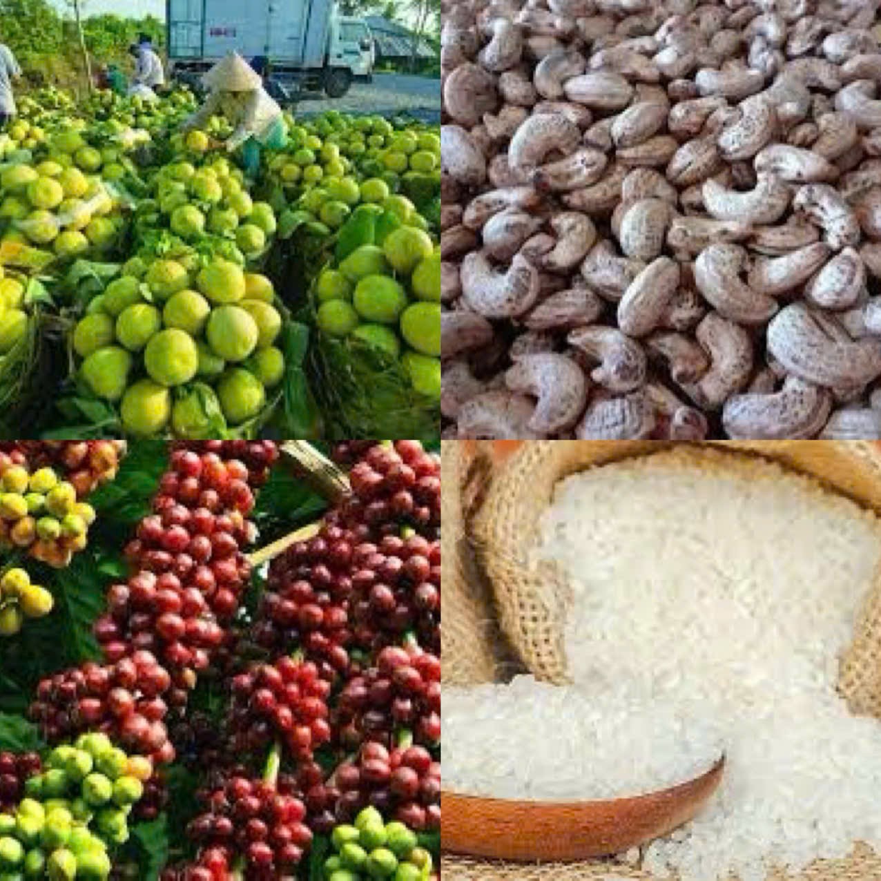 Hàng Việt chinh phục thế giới qua thương mại điện tử xuyên biên giới Hàng Việt chinh phục thế giới qua thương mại điện tử xuyên biên giới