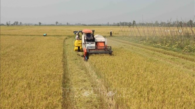 Thị trường nông sản: Giá gạo xuất khẩu tăng nhẹ, gạo Thái Lan xuống mức thấp nhất trong hơn 3 năm