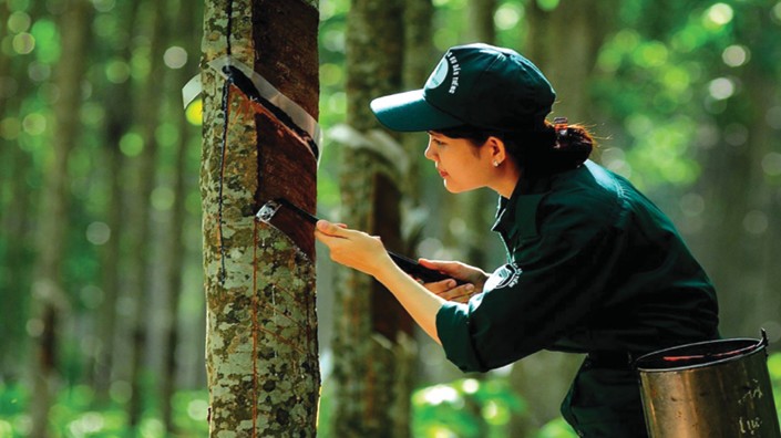 Nhu cầu tiêu thụ cao su dự báo sẽ suy giảm trong thời gian tới