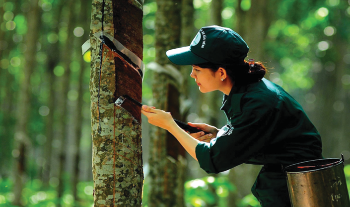 Nhu cầu tiêu thụ cao su dự báo sẽ suy giảm trong thời gian tới