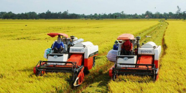 Ngày 12/4: Giá gạo xuất khẩu có xu hướng giảm, trong nước ổn định Ngày 12/4: Giá gạo xuất khẩu có xu hướng giảm, trong nước ổn định