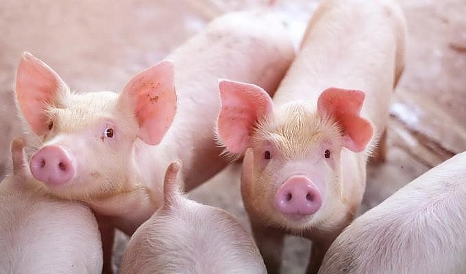 Ngày 12/4: Giá heo hơi tiếp đà tăng, xu hướng phục hồi lan rộng