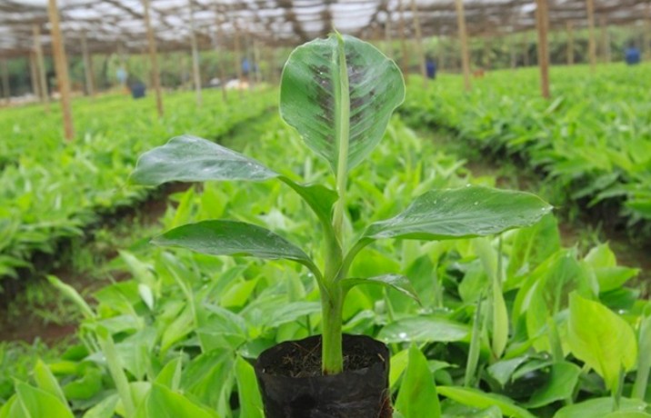 Cổ phiếu HAG tăng trần sau khi công bố kết quả kinh doanh quý I/2025