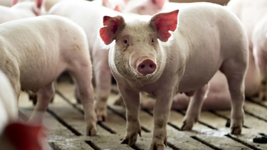 Ngày 19/4: Giá heo hơi tiếp đà tăng tại khu vực miền Trung, miền Nam