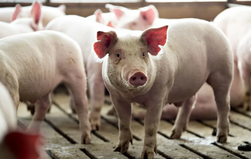 Ngày 19/4: Giá heo hơi tiếp đà tăng tại khu vực miền Trung, miền Nam