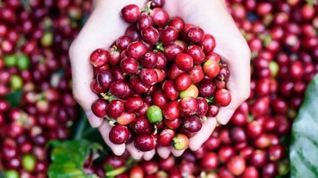 Ngày 3/5: Giá cà phê thế giới bật tăng, trong nước giảm mạnh