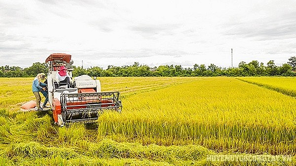 Ngày 3/5: Giá lúa gạo trong nước ổn định, gạo xuất khẩu Ấn Độ bật tăng