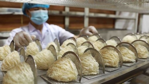 Sản phẩm tổ yến thô được phép xuất khẩu sang Trung Quốc