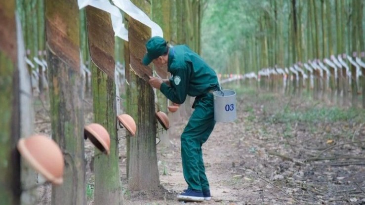Lợi nhuận Cao su Phước Hoà bật tăng nhờ giá cao su cải thiện và tăng thu từ bất động sản công nghiệp