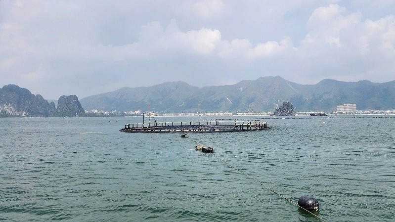 Quảng Ninh phát huy hiệu quả mô hình kinh tế hợp tác xã