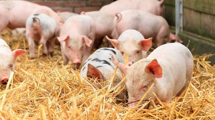 Ngày 10/5: Giá heo hơi đang diễn biến khó lường