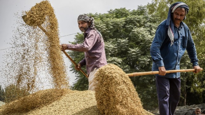 Thị trường nông sản: Giá gạo Ấn Độ chạm mức thấp nhất gần hai năm