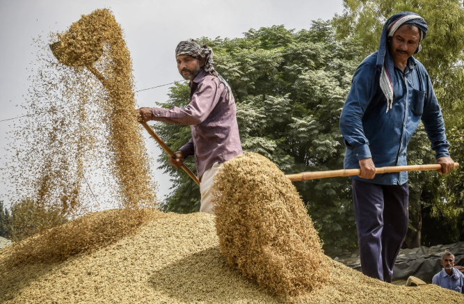 Thị trường nông sản: Giá gạo Ấn Độ chạm mức thấp nhất gần hai năm