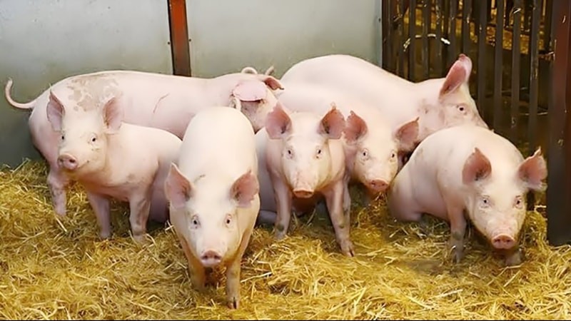 Ngày 11/5: Giá heo hơi duy trì ổn định tại cả 3 miền