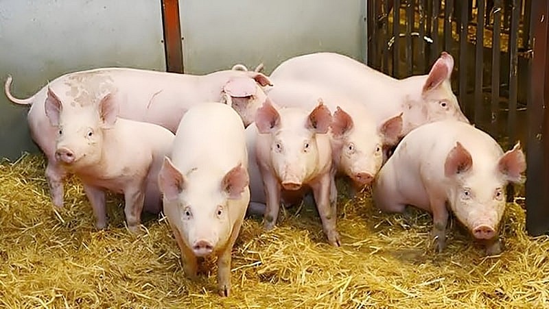 Ngày 11/5: Giá heo hơi duy trì ổn định tại cả 3 miền Ngày 11/5: Giá heo hơi duy trì ổn định tại cả 3 miền