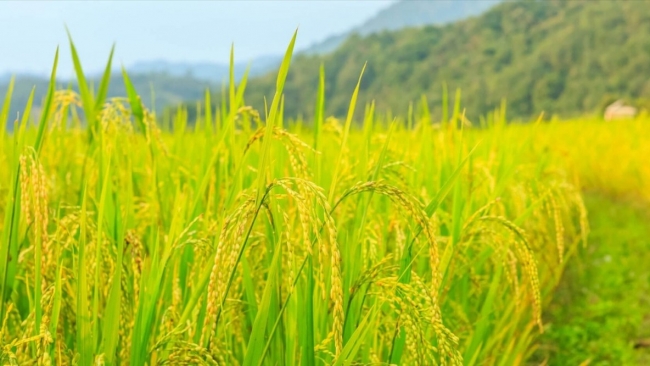 Ngày 14/5: Giá lúa tươi tại Đồng bằng sông Cửu Long quay đầu giảm mạnh