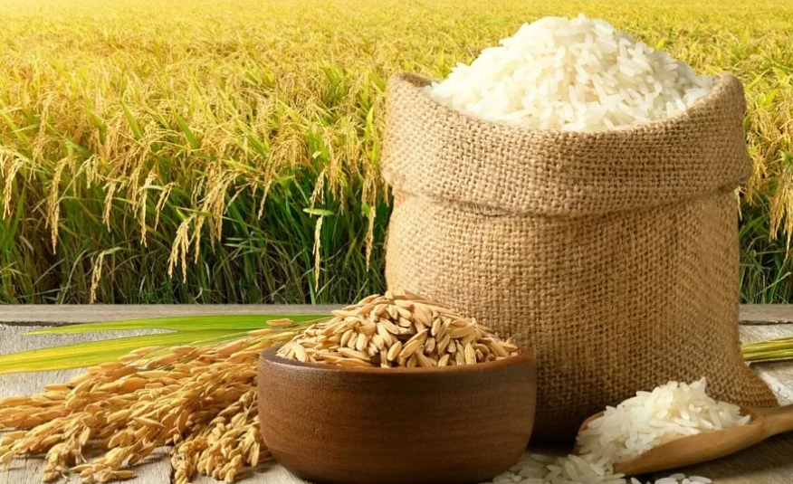 Ngày 15/11: Giá lúa tại khu vực Đồng bằng sông Cửu Long ổn định, giá gạo giảm Ngày 15/11: Giá lúa tại khu vực Đồng bằng sông Cửu Long ổn định, giá gạo giảm