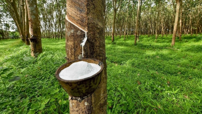Ngày 18/5: Giá cao su cuối tuần tiếp đà giảm