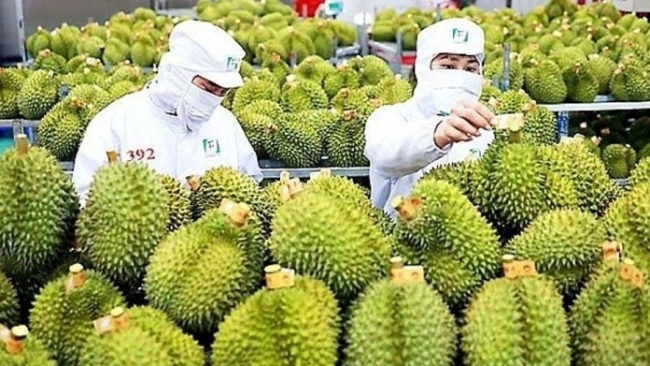 Trung Quốc cập nhật thêm 829 mã vùng trồng, 131 mã đóng gói sầu riêng của Việt Nam