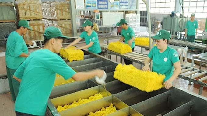 Ngày 22/5: Giá thu mua mủ cao su tiếp tục đi ngang