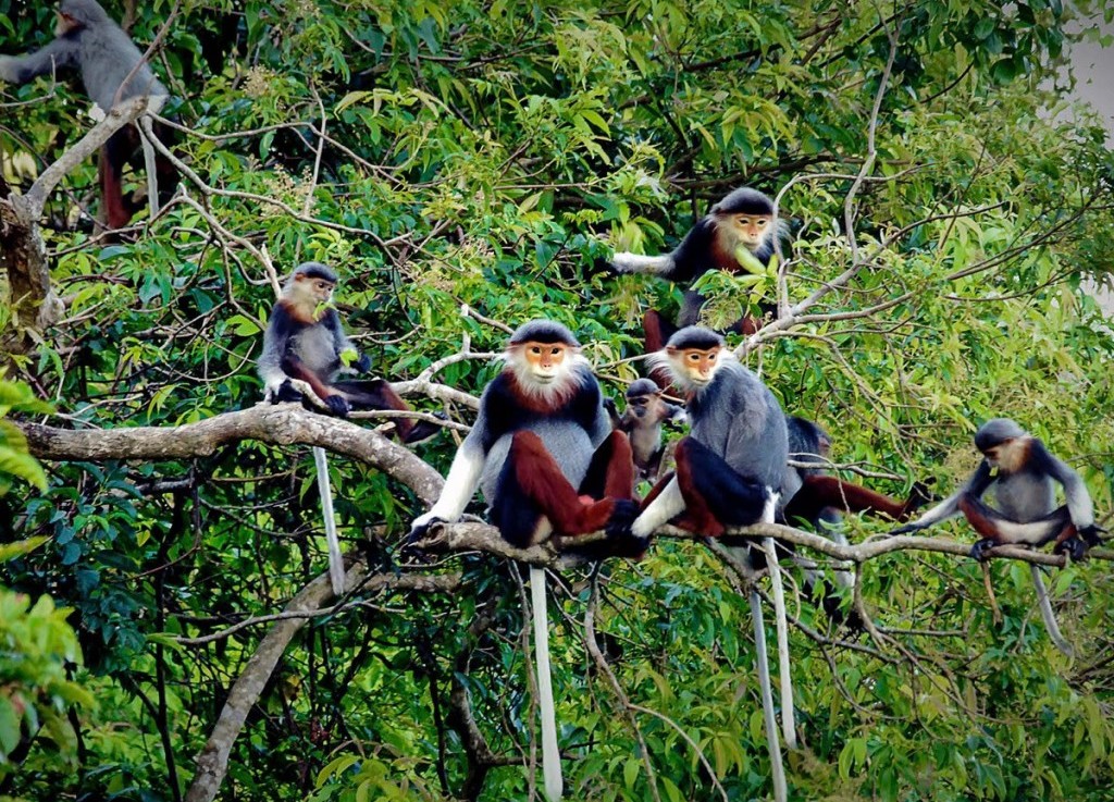 Huy động đầu tư của khu vực tư nhân cho bảo tồn thiên nhiên