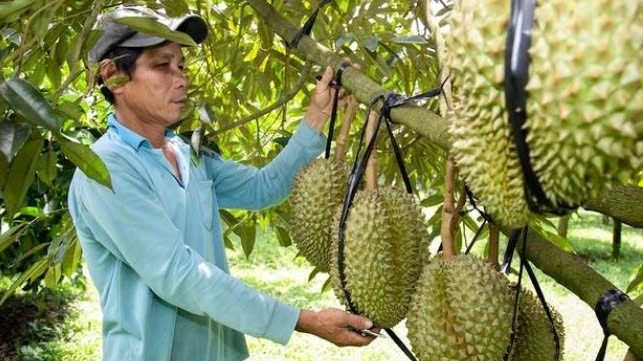 Chuẩn hóa mã số đến vùng trồng, đưa sầu riêng trở lại "đường đua"