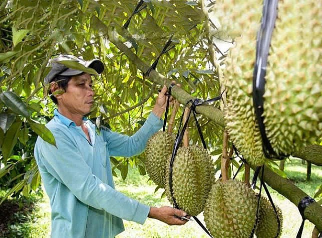 Chuẩn hóa mã số đến vùng trồng, đưa sầu riêng trở lại 